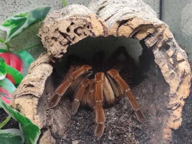 Theraphosa Blondi - 1